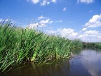 Narew River 1