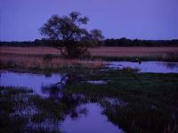 Narew River 2