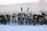 Reindeers