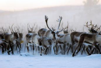 Reindeers