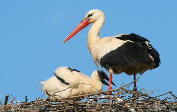 Storks