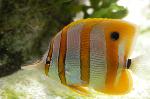 CineAqua 