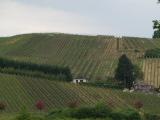 Winefields in Luxembourg