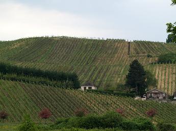 Winefields in Luxembourg