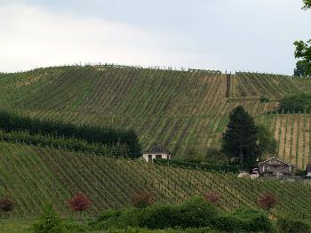 Winefields in Luxembourg